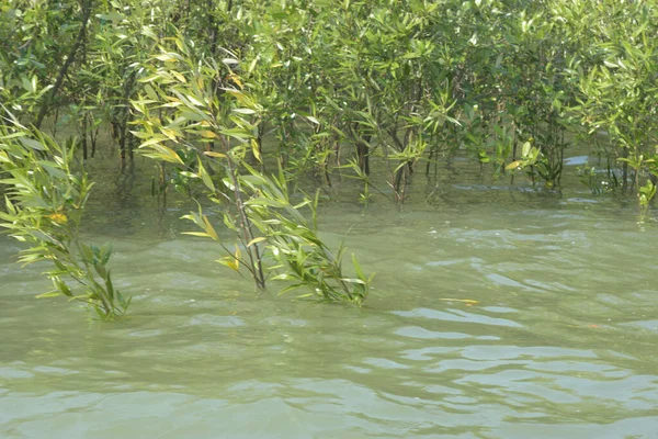 Mangrove Ormanı Cox 's Bazar, Bangladeş' te gelgit sırasında. Nehir suyuna kısmen batmış yemyeşil ağaçlar kıyı sularına dayanıklılık gösteriyor..