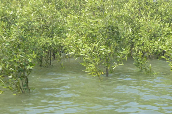 Mangrove Ormanı Cox 's Bazar, Bangladeş' te gelgit sırasında. Nehir suyuna kısmen batmış yemyeşil ağaçlar kıyı sularına dayanıklılık gösteriyor..