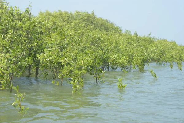 Mangrove Ormanı Cox 's Bazar, Bangladeş' te gelgit sırasında. Nehir suyuna kısmen batmış yemyeşil ağaçlar kıyı sularına dayanıklılık gösteriyor..