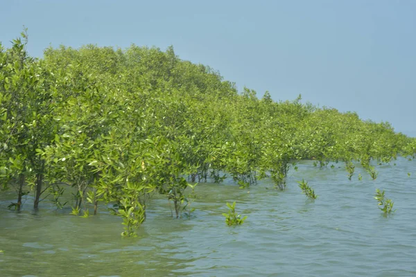 Mangrove Ormanı Cox 's Bazar, Bangladeş' te gelgit sırasında. Nehir suyuna kısmen batmış yemyeşil ağaçlar kıyı sularına dayanıklılık gösteriyor..