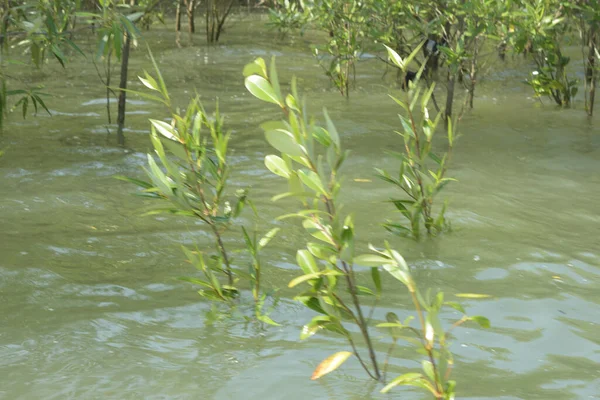 Mangrove Ormanı Cox 's Bazar, Bangladeş' te gelgit sırasında. Nehir suyuna kısmen batmış yemyeşil ağaçlar kıyı sularına dayanıklılık gösteriyor..