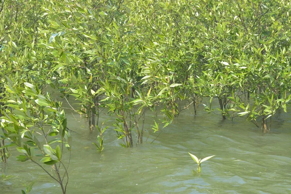 Mangrove Ormanı Cox 's Bazar, Bangladeş' te gelgit sırasında. Nehir suyuna kısmen batmış yemyeşil ağaçlar kıyı sularına dayanıklılık gösteriyor..