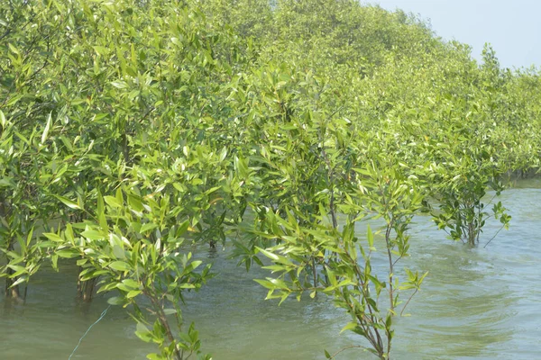 Mangrove Ormanı Cox 's Bazar, Bangladeş' te gelgit sırasında. Nehir suyuna kısmen batmış yemyeşil ağaçlar kıyı sularına dayanıklılık gösteriyor..