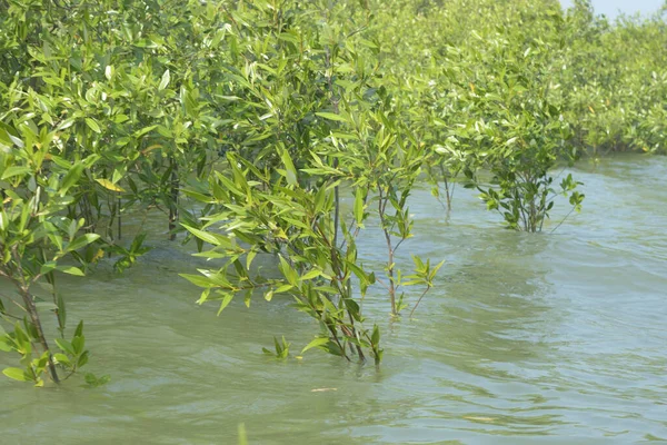 Mangrove Ormanı Cox 's Bazar, Bangladeş' te gelgit sırasında. Nehir suyuna kısmen batmış yemyeşil ağaçlar kıyı sularına dayanıklılık gösteriyor..