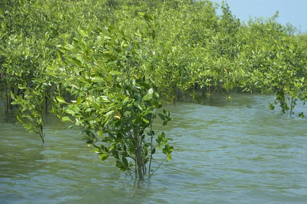 Mangrove Ormanı Cox 's Bazar, Bangladeş' te gelgit sırasında. Nehir suyuna kısmen batmış yemyeşil ağaçlar kıyı sularına dayanıklılık gösteriyor..