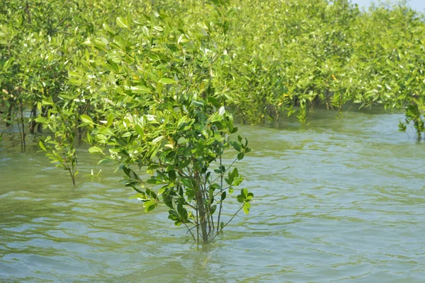 Mangrove Ormanı Cox 's Bazar, Bangladeş' te gelgit sırasında. Nehir suyuna kısmen batmış yemyeşil ağaçlar kıyı sularına dayanıklılık gösteriyor..