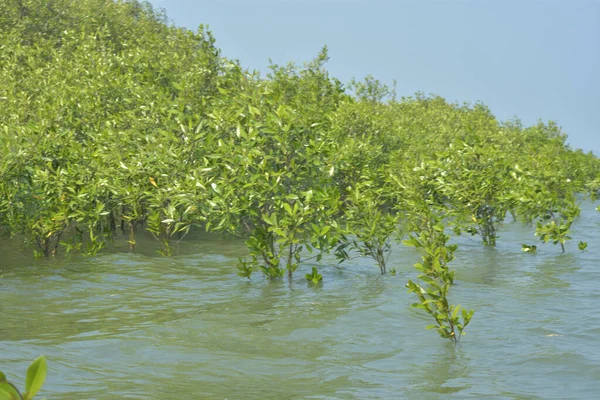 Mangrove Ormanı Cox 's Bazar, Bangladeş' te gelgit sırasında. Nehir suyuna kısmen batmış yemyeşil ağaçlar kıyı sularına dayanıklılık gösteriyor..