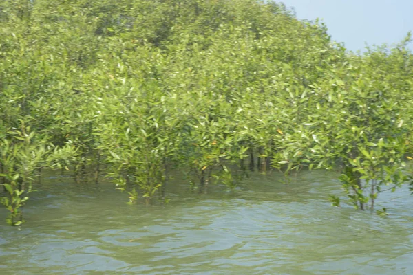 Mangrove Ormanı Cox 's Bazar, Bangladeş' te gelgit sırasında. Nehir suyuna kısmen batmış yemyeşil ağaçlar kıyı sularına dayanıklılık gösteriyor..