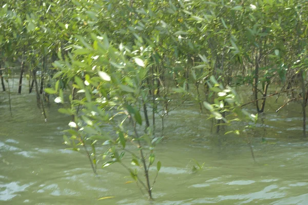 Bangladeş 'teki Cox' s Bazar 'ın gelgit nehrindeki dağınık mangrov ağaçlarının panoramik manzarası. Mavi gökyüzünün altında geniş bir kıyı sulak arazi ekosistemi manzarası.