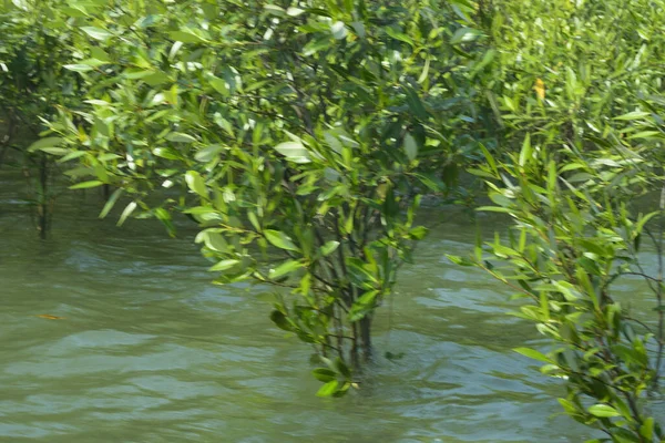 Bangladeş 'teki Cox' s Bazar 'ın gelgit nehrindeki dağınık mangrov ağaçlarının panoramik manzarası. Mavi gökyüzünün altında geniş bir kıyı sulak arazi ekosistemi manzarası.