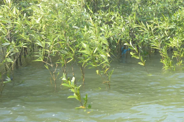 Bangladeş 'teki Cox' s Bazar 'ın gelgit nehrindeki dağınık mangrov ağaçlarının panoramik manzarası. Mavi gökyüzünün altında geniş bir kıyı sulak arazi ekosistemi manzarası.