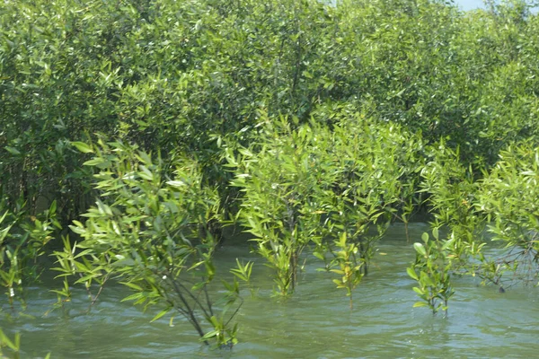 Bangladeş 'teki Cox' s Bazar 'ın gelgit nehrindeki dağınık mangrov ağaçlarının panoramik manzarası. Mavi gökyüzünün altında geniş bir kıyı sulak arazi ekosistemi manzarası.