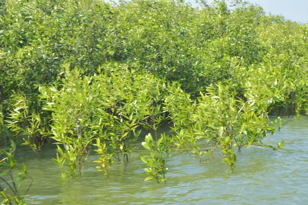 Bangladeş 'teki Cox' s Bazar 'ın gelgit nehrindeki dağınık mangrov ağaçlarının panoramik manzarası. Mavi gökyüzünün altında geniş bir kıyı sulak arazi ekosistemi manzarası.