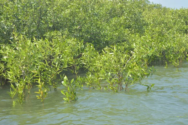 Bangladeş 'teki Cox' s Bazar 'ın gelgit nehrindeki dağınık mangrov ağaçlarının panoramik manzarası. Mavi gökyüzünün altında geniş bir kıyı sulak arazi ekosistemi manzarası.