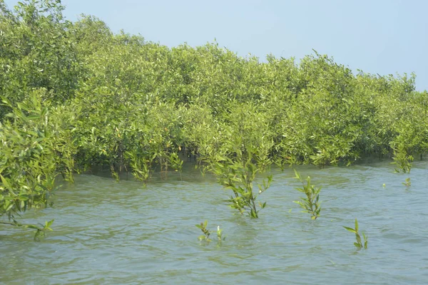 Bangladeş 'teki Cox' s Bazar 'ın gelgit nehrindeki dağınık mangrov ağaçlarının panoramik manzarası. Mavi gökyüzünün altında geniş bir kıyı sulak arazi ekosistemi manzarası.