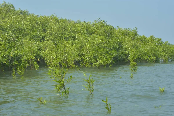 Bangladeş 'teki Cox' s Bazar 'ın gelgit nehrindeki dağınık mangrov ağaçlarının panoramik manzarası. Mavi gökyüzünün altında geniş bir kıyı sulak arazi ekosistemi manzarası.