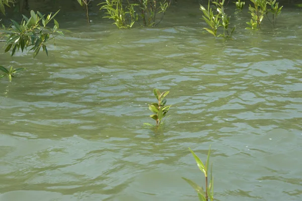 Bangladeş 'teki Cox' s Bazar 'ın gelgit nehrindeki dağınık mangrov ağaçlarının panoramik manzarası. Mavi gökyüzünün altında geniş bir kıyı sulak arazi ekosistemi manzarası.