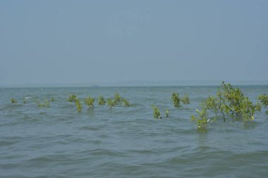 Cox 's Bazar, Bangladeş' te sular yükseldiğinde nehrin ortasındaki sualtı mangrov ağaçları. Açık deniz sulak arazisi sele dayanıklılığı gösteriyor..