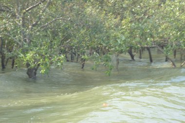 Cox 's Bazar, Bangladeş' te sular yükseldiğinde nehrin ortasındaki sualtı mangrov ağaçları. Açık deniz sulak arazisi sele dayanıklılığı gösteriyor..