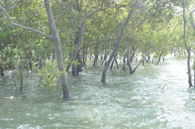 Bangladeş, Cox 's Bazar' da sular yükseldiğinde Bakkhali Nehri 'nden yükselen mangrov ağacı gövdeleri. Suya batmış orman yapısı ve gelgit suyuna yakından bakın..