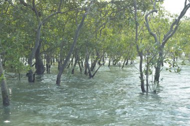 Bangladeş, Cox 's Bazar' da sular yükseldiğinde Bakkhali Nehri 'nden yükselen mangrov ağacı gövdeleri. Suya batmış orman yapısı ve gelgit suyuna yakından bakın..