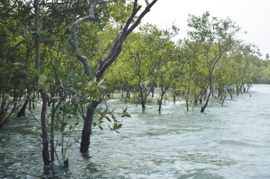 Bangladeş, Cox 's Bazar' da sular yükseldiğinde Bakkhali Nehri 'nden yükselen mangrov ağacı gövdeleri. Suya batmış orman yapısı ve gelgit suyuna yakından bakın..