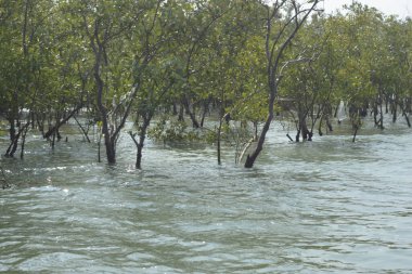 Bangladeş, Cox 's Bazar' da sular yükseldiğinde Bakkhali Nehri 'nden yükselen mangrov ağacı gövdeleri. Suya batmış orman yapısı ve gelgit suyuna yakından bakın..