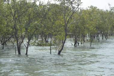Bangladeş, Cox 's Bazar' da sular yükseldiğinde Bakkhali Nehri 'nden yükselen mangrov ağacı gövdeleri. Suya batmış orman yapısı ve gelgit suyuna yakından bakın..