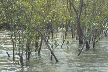 Coxs Bazar, Bangladeş 'teki Bakkhali Nehri boyunca uzanan mangrov ormanının yüksek gelgit manzarası, doğal ışık altında yakalanan yemyeşil gölgelerin kıyı ekolojisi, esneklik ve sükuneti ön plana çıkarmak için nehir suyunu yansıttığını gösteriyor..