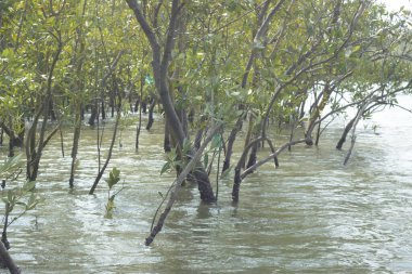 Coxs Bazar, Bangladeş 'teki Bakkhali Nehri boyunca uzanan mangrov ormanının yüksek gelgit manzarası, doğal ışık altında yakalanan yemyeşil gölgelerin kıyı ekolojisi, esneklik ve sükuneti ön plana çıkarmak için nehir suyunu yansıttığını gösteriyor..