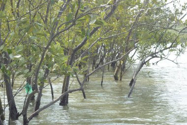 Coxs Bazar, Bangladeş 'teki Bakkhali Nehri boyunca uzanan mangrov ormanının yüksek gelgit manzarası, doğal ışık altında yakalanan yemyeşil gölgelerin kıyı ekolojisi, esneklik ve sükuneti ön plana çıkarmak için nehir suyunu yansıttığını gösteriyor..