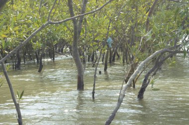 Coxs Bazar, Bangladeş 'teki Bakkhali Nehri boyunca uzanan mangrov ormanının yüksek gelgit manzarası, doğal ışık altında yakalanan yemyeşil gölgelerin kıyı ekolojisi, esneklik ve sükuneti ön plana çıkarmak için nehir suyunu yansıttığını gösteriyor..