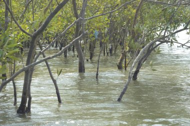 Coxs Bazar, Bangladeş 'teki Bakkhali Nehri boyunca uzanan mangrov ormanının yüksek gelgit manzarası, doğal ışık altında yakalanan yemyeşil gölgelerin kıyı ekolojisi, esneklik ve sükuneti ön plana çıkarmak için nehir suyunu yansıttığını gösteriyor..