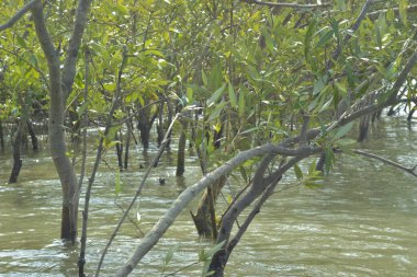 Coxs Bazar, Bangladeş 'teki Bakkhali Nehri boyunca uzanan mangrov ormanının yüksek gelgit manzarası, doğal ışık altında yakalanan yemyeşil gölgelerin kıyı ekolojisi, esneklik ve sükuneti ön plana çıkarmak için nehir suyunu yansıttığını gösteriyor..