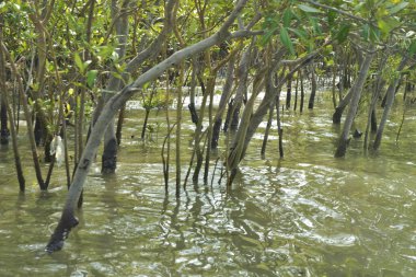 Bangladeş, Cox 's Bazar' da sular yükseldiğinde Bakkhali Nehri 'nden yükselen mangrov ağacı gövdeleri. Suya batmış orman yapısı ve gelgit suyuna yakından bakın..