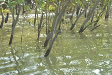 Bangladeş, Cox 's Bazar' da sular yükseldiğinde Bakkhali Nehri 'nden yükselen mangrov ağacı gövdeleri. Suya batmış orman yapısı ve gelgit suyuna yakından bakın..