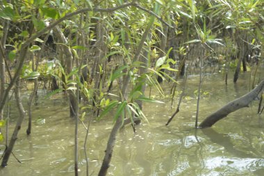Bangladeş, Cox 's Bazar' da sular yükseldiğinde Bakkhali Nehri 'nden yükselen mangrov ağacı gövdeleri. Suya batmış orman yapısı ve gelgit suyuna yakından bakın..