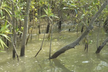 Bangladeş, Cox 's Bazar' da sular yükseldiğinde Bakkhali Nehri 'nden yükselen mangrov ağacı gövdeleri. Suya batmış orman yapısı ve gelgit suyuna yakından bakın..