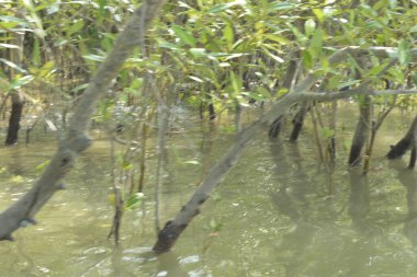Bangladeş, Cox 's Bazar' da sular yükseldiğinde Bakkhali Nehri 'nden yükselen mangrov ağacı gövdeleri. Suya batmış orman yapısı ve gelgit suyuna yakından bakın..