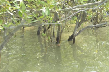 Bangladeş, Cox 's Bazar' da sular yükseldiğinde Bakkhali Nehri 'nden yükselen mangrov ağacı gövdeleri. Suya batmış orman yapısı ve gelgit suyuna yakından bakın..