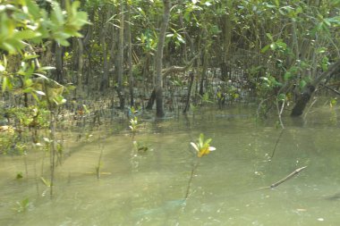 Bangladeş, Cox 's Bazar' da sular yükseldiğinde Bakkhali Nehri 'nden yükselen mangrov ağacı gövdeleri. Suya batmış orman yapısı ve gelgit suyuna yakından bakın..