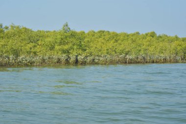 Bangladeş, Cox 's Bazar' da sular yükseldiğinde Bakkhali Nehri 'nden yükselen mangrov ağacı gövdeleri. Suya batmış orman yapısı ve gelgit suyuna yakından bakın..