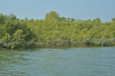 Bangladeş, Cox 's Bazar' da sular yükseldiğinde Bakkhali Nehri 'nden yükselen mangrov ağacı gövdeleri. Suya batmış orman yapısı ve gelgit suyuna yakından bakın..