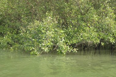 Mangrove Ormanı, Bangladeş 'teki Cox' s Bazar 'da, Bakkhali Nehri boyunca gelgitte. Bölgenin en önemli nehrini koruyan yoğun yeşil ağaçlar.