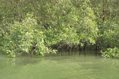 Mangrove Ormanı, Bangladeş 'teki Cox' s Bazar 'da, Bakkhali Nehri boyunca gelgitte. Bölgenin en önemli nehrini koruyan yoğun yeşil ağaçlar.