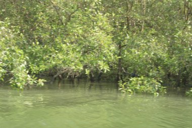 Mangrove Ormanı, Bangladeş 'teki Cox' s Bazar 'da, Bakkhali Nehri boyunca gelgitte. Bölgenin en önemli nehrini koruyan yoğun yeşil ağaçlar.
