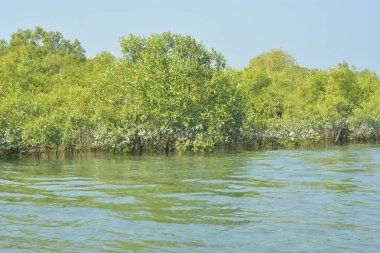 Mangrove Ormanı, Bangladeş 'teki Cox' s Bazar 'da, Bakkhali Nehri boyunca gelgitte. Bölgenin en önemli nehrini koruyan yoğun yeşil ağaçlar.