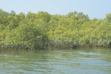 Mangrove Ormanı, Bangladeş 'teki Cox' s Bazar 'da, Bakkhali Nehri boyunca gelgitte. Bölgenin en önemli nehrini koruyan yoğun yeşil ağaçlar.