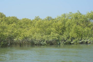 Mangrove Ormanı, Bangladeş 'teki Cox' s Bazar 'da, Bakkhali Nehri boyunca gelgitte. Bölgenin en önemli nehrini koruyan yoğun yeşil ağaçlar.