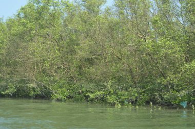 Mangrove Ormanı, Bangladeş 'teki Cox' s Bazar 'da, Bakkhali Nehri boyunca gelgitte. Bölgenin en önemli nehrini koruyan yoğun yeşil ağaçlar.